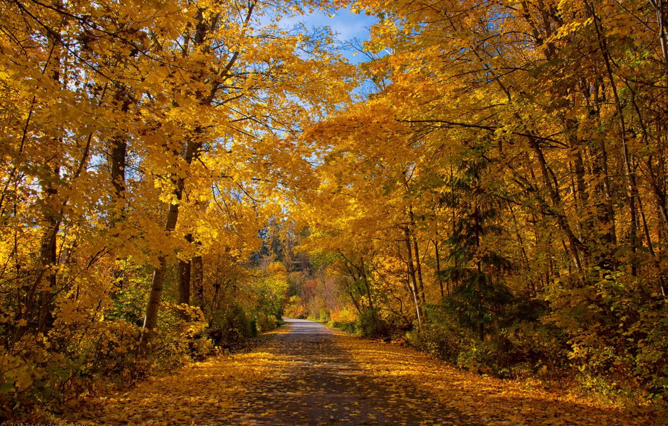 Photo wallpaper road, autumn, forest, leaves, the sun, trees, Park, yellow