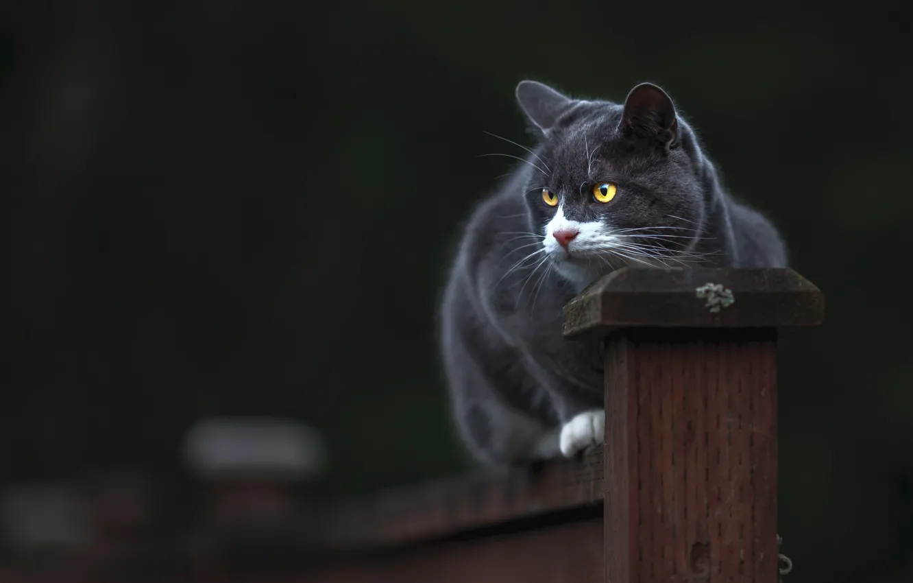 Photo wallpaper cat, cat, look, face, pose, the dark background, grey, the fence