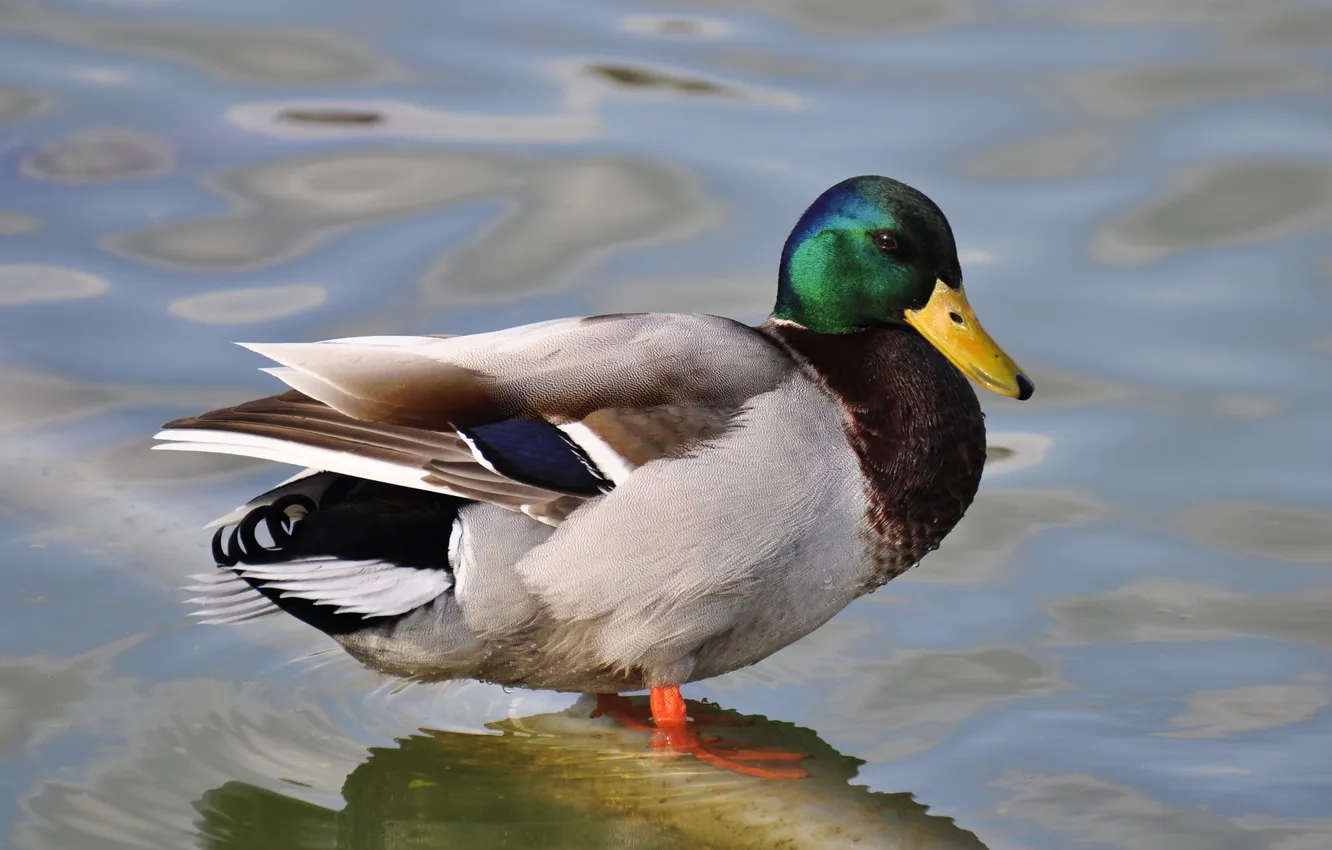 Photo wallpaper animal, bird, Mallard