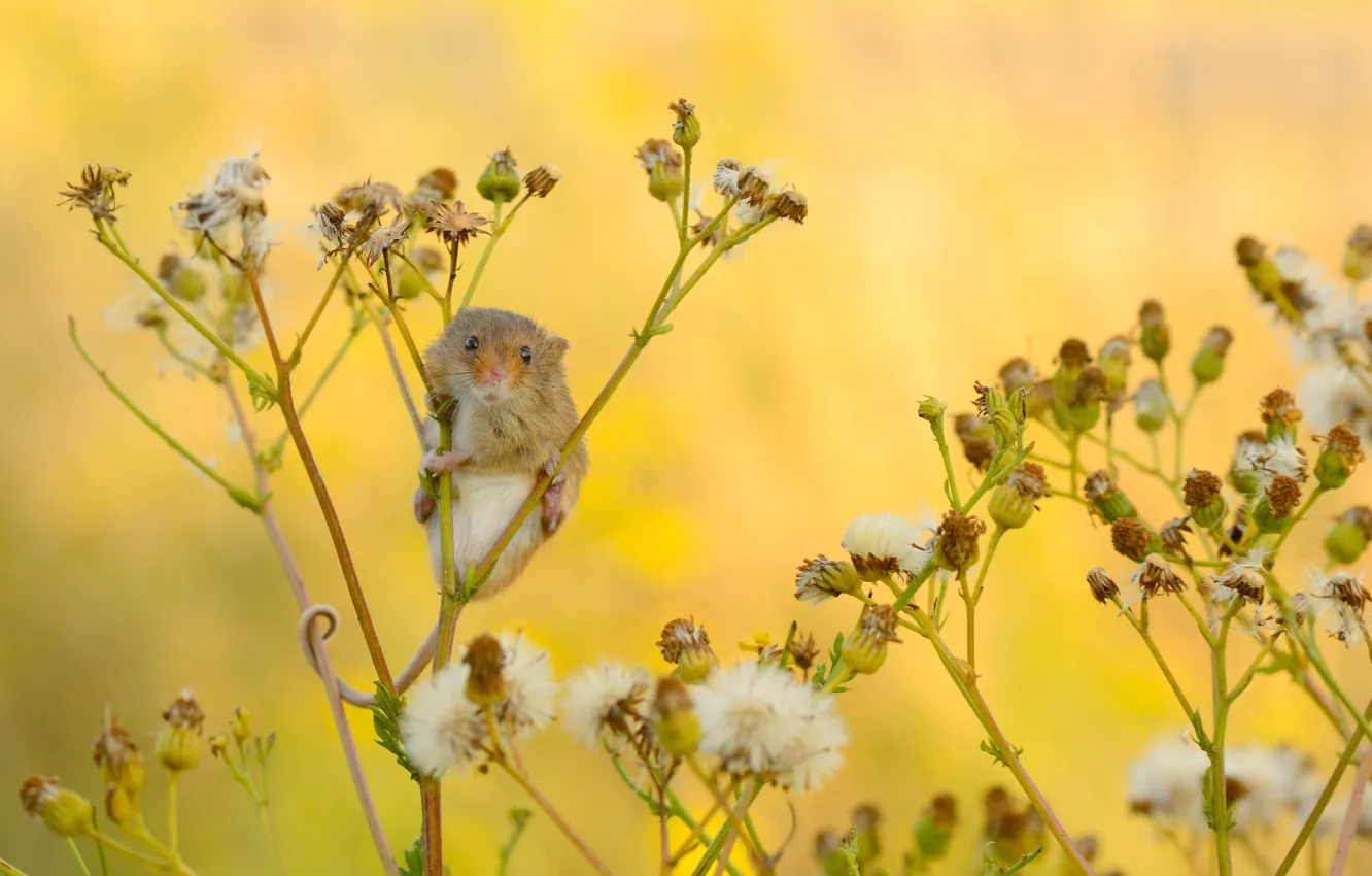Photo wallpaper flowers, mouse, stem, mouse, fluff, yellow background, The mouse is tiny, mouse-vole