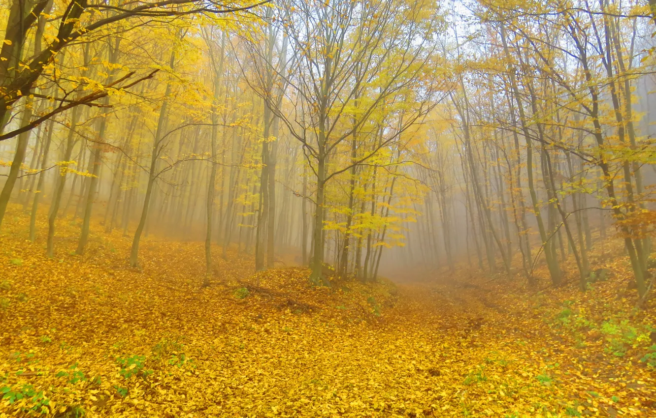 Photo wallpaper forest, trees, fog, foliage, Autumn, forest, falling leaves, trees