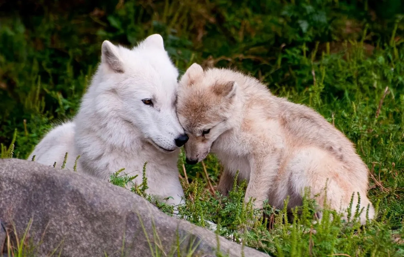 Photo wallpaper Predator, nature, animal, wolf, wildlife, portrait, portrait., polar wolves