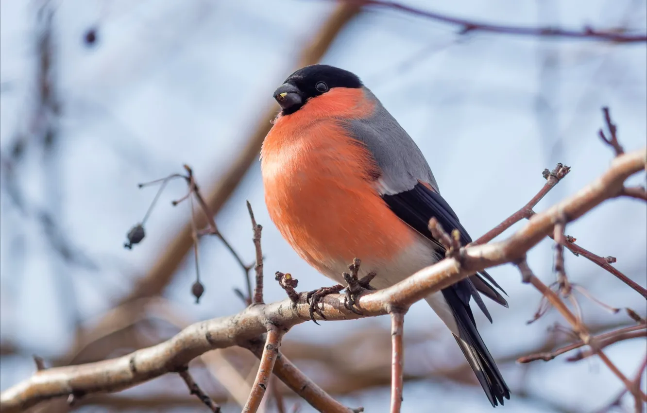 Photo wallpaper branches, bird, bullfinch