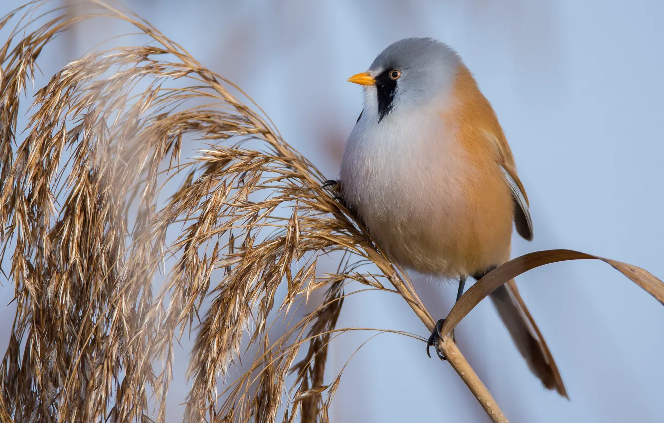 Photo wallpaper bird, plant, reed, Bearded Tits