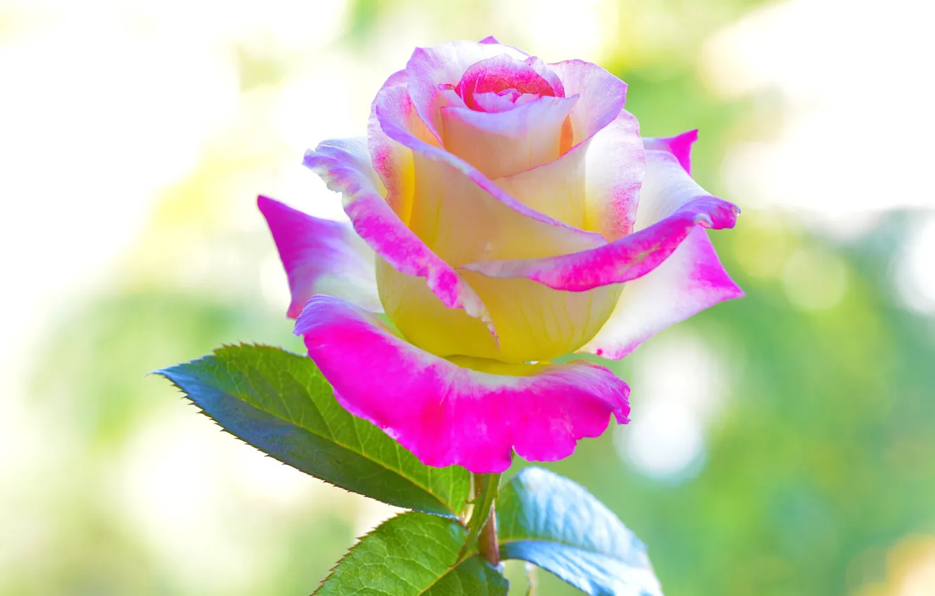 Photo wallpaper flowers, background, roses, petals, beautiful