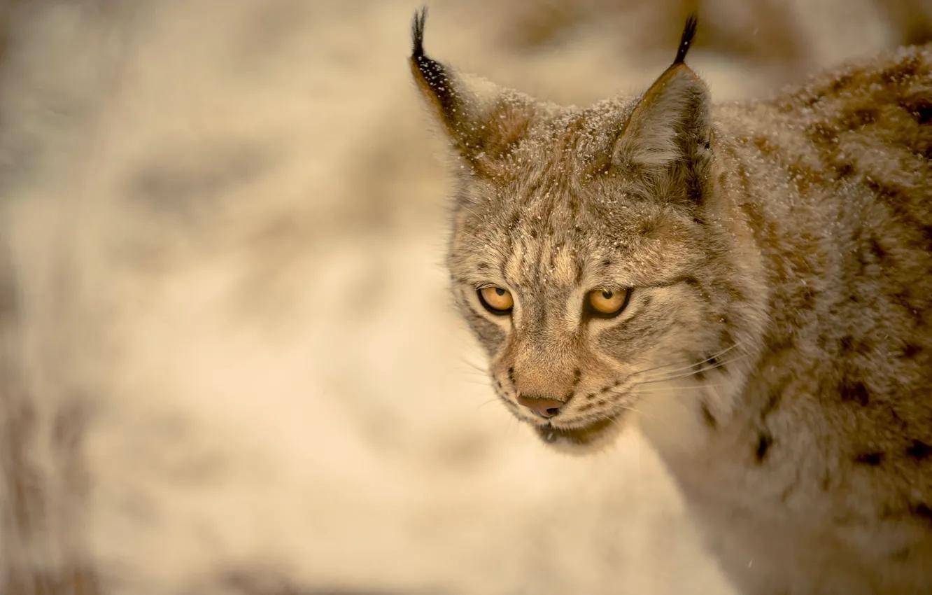 Photo wallpaper look, background, lynx, wild cat