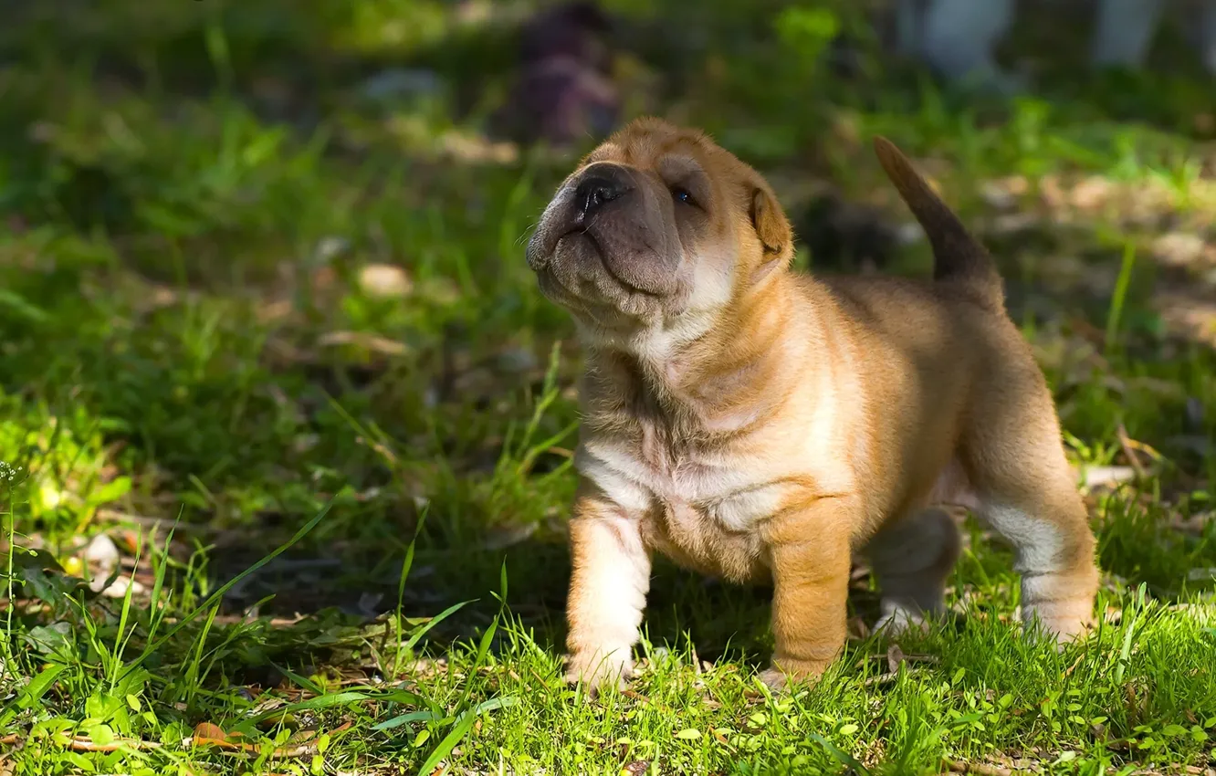 Photo wallpaper dog, baby, Sharpay, puppy, face