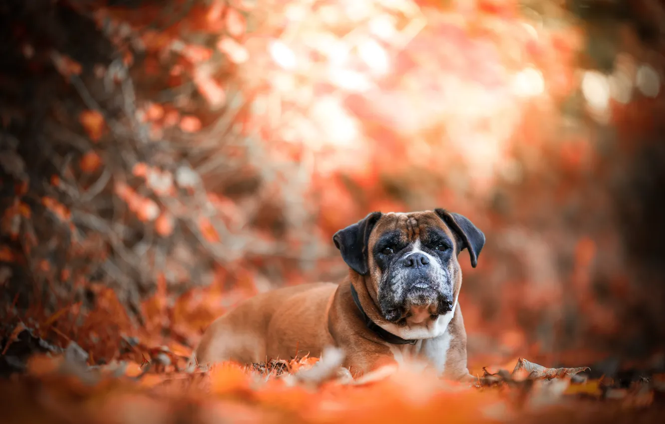 Photo wallpaper autumn, dog, bokeh, boxer