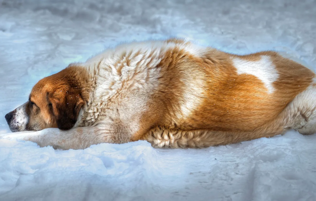 Photo wallpaper snow, background, dog