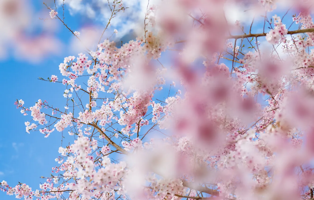 Photo wallpaper the sky, trees, flowers, branches, cherry, spring, pink, flowering