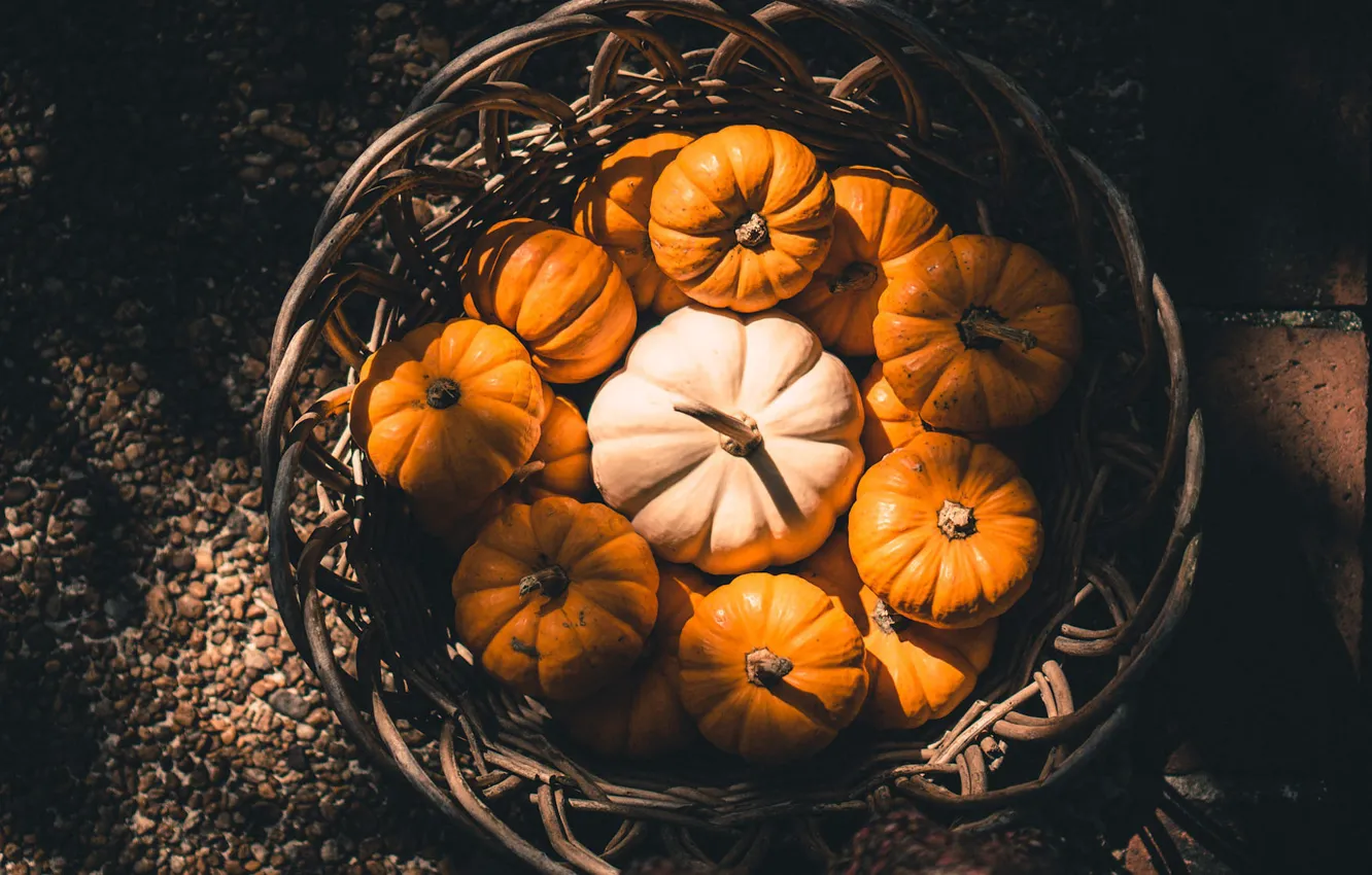 Photo wallpaper autumn, white, light, orange, basket, garden, harvest, yard