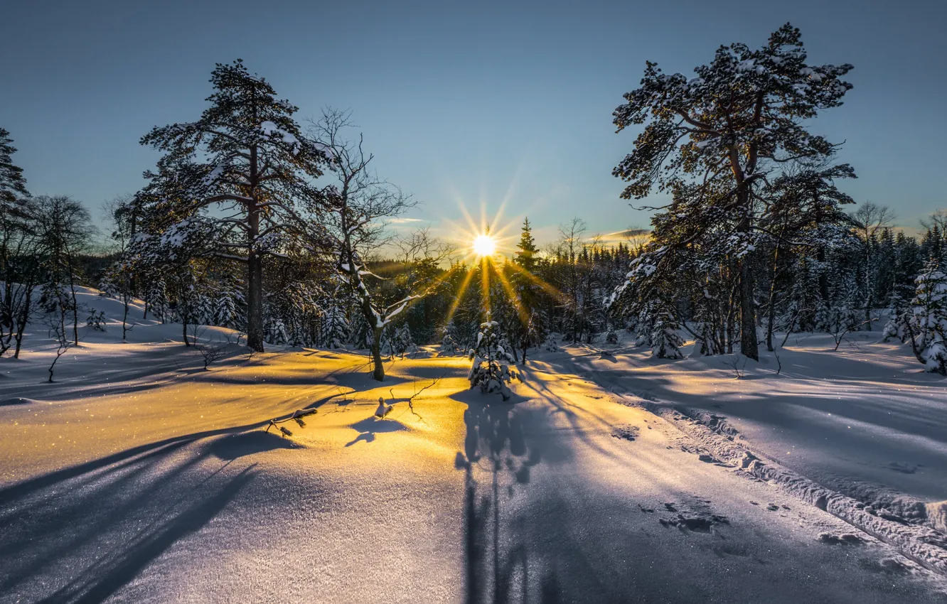 Photo wallpaper morning, forest, winter