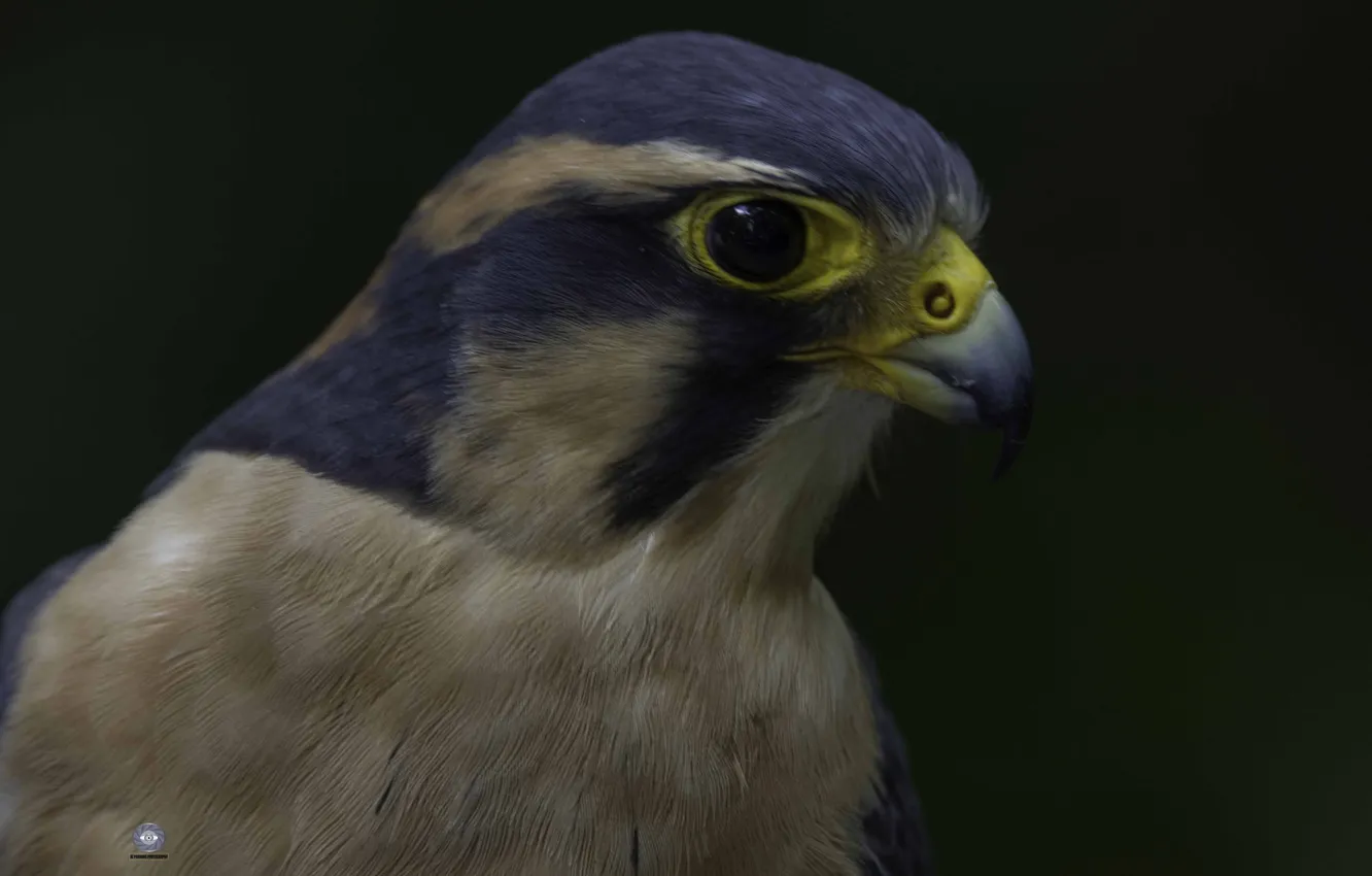 Photo wallpaper bird, beak, black background, Falcon, Aplomado Falcon, Ali Pashang, Falco femoralis septentrionalis, Aplomado sokol