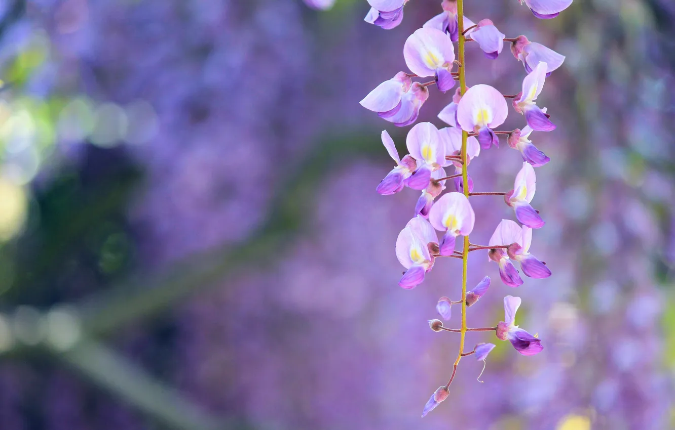 Photo wallpaper background, blur, lilac, Wisteria