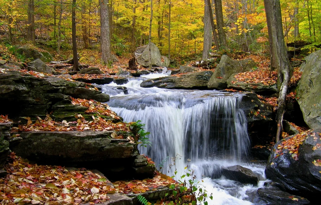 Photo wallpaper autumn, forest, leaves, stones, waterfall