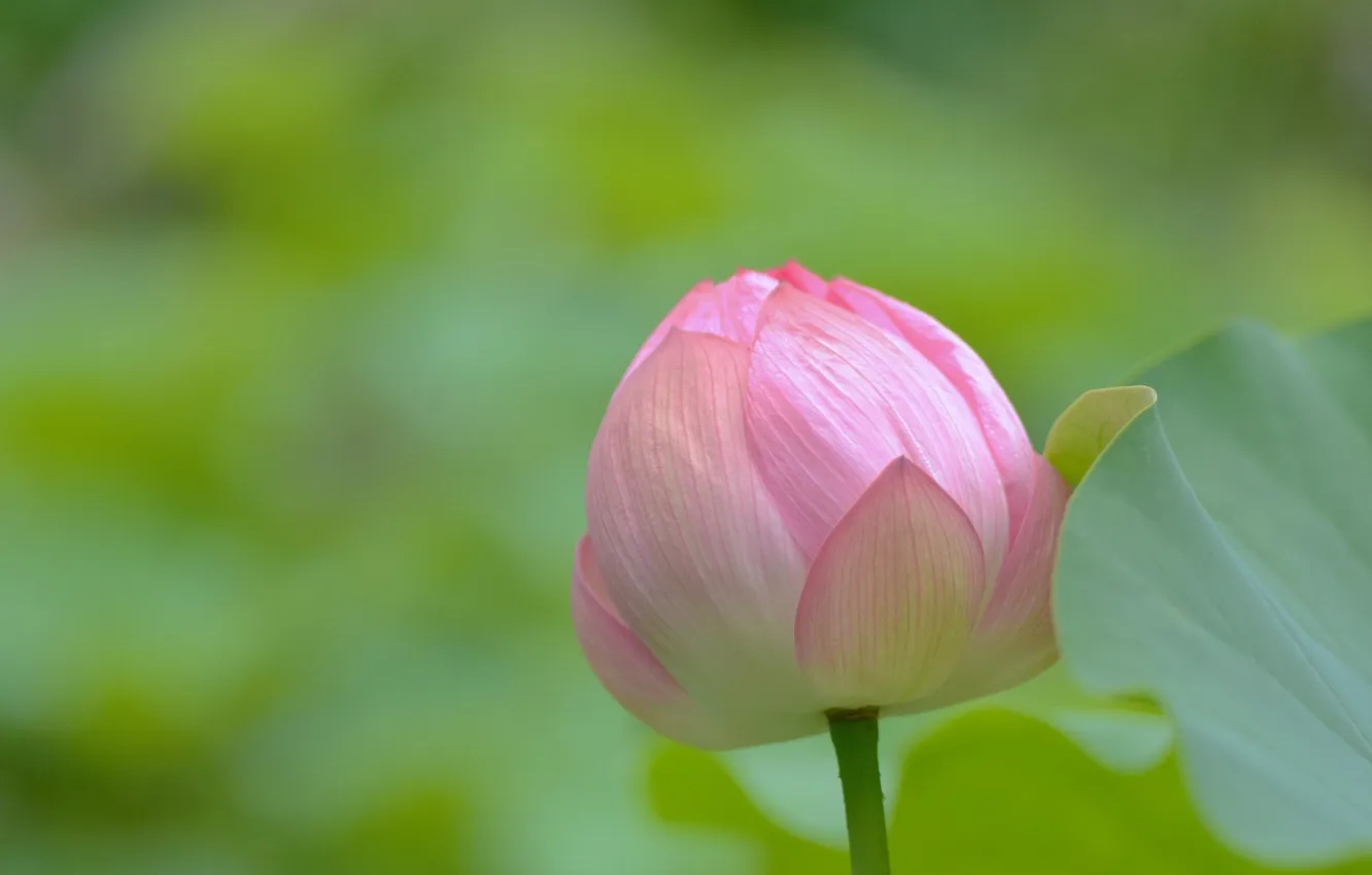 Photo wallpaper flowers, petals, Lotus, pink