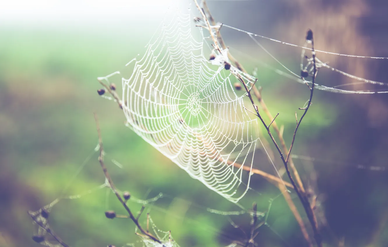 Photo wallpaper macro, branches, web