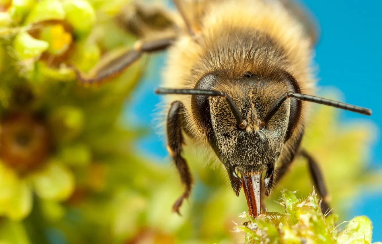 Photo wallpaper flowers, bee, insect, bokeh