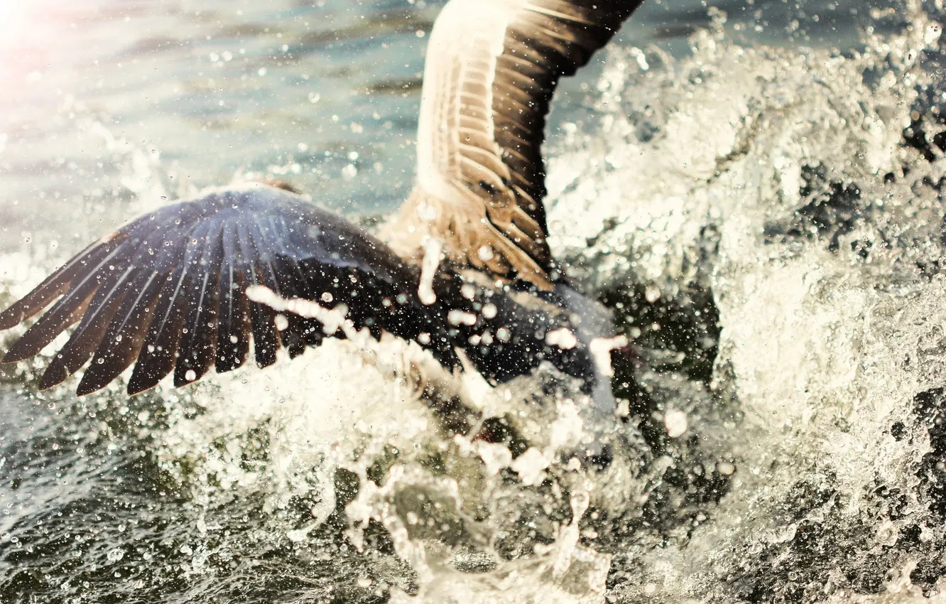 Photo wallpaper water, squirt, bird, the rise