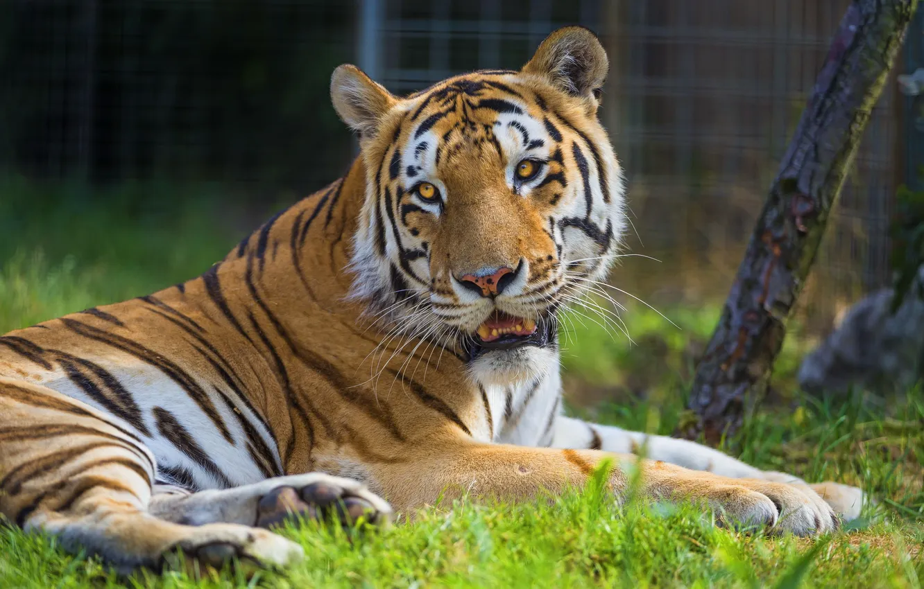 Photo wallpaper grass, tiger, stay, Siberian, predatory cat