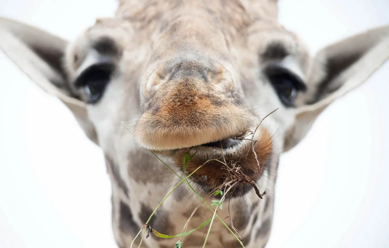Photo wallpaper face, macro, giraffe