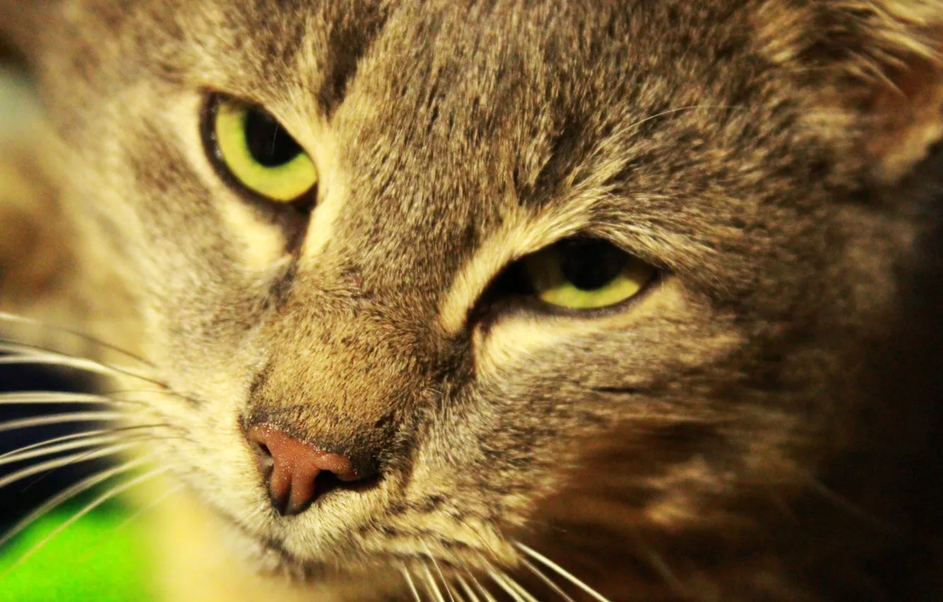 Photo wallpaper brightness, head, fur, feline