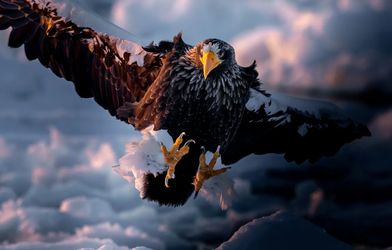 Photo wallpaper Eagle, bird, flight, claws