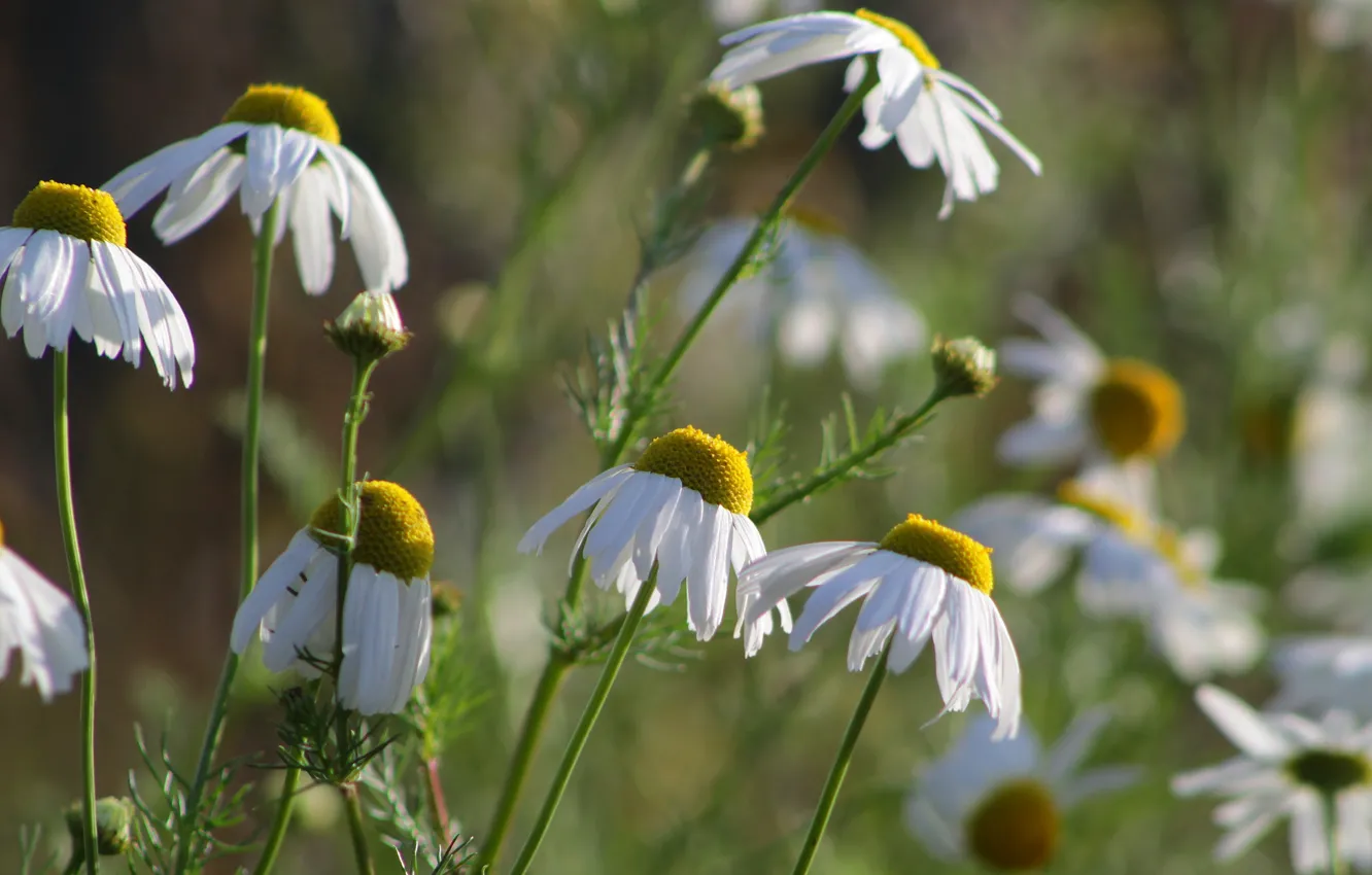 Photo wallpaper flower, spring, blooming