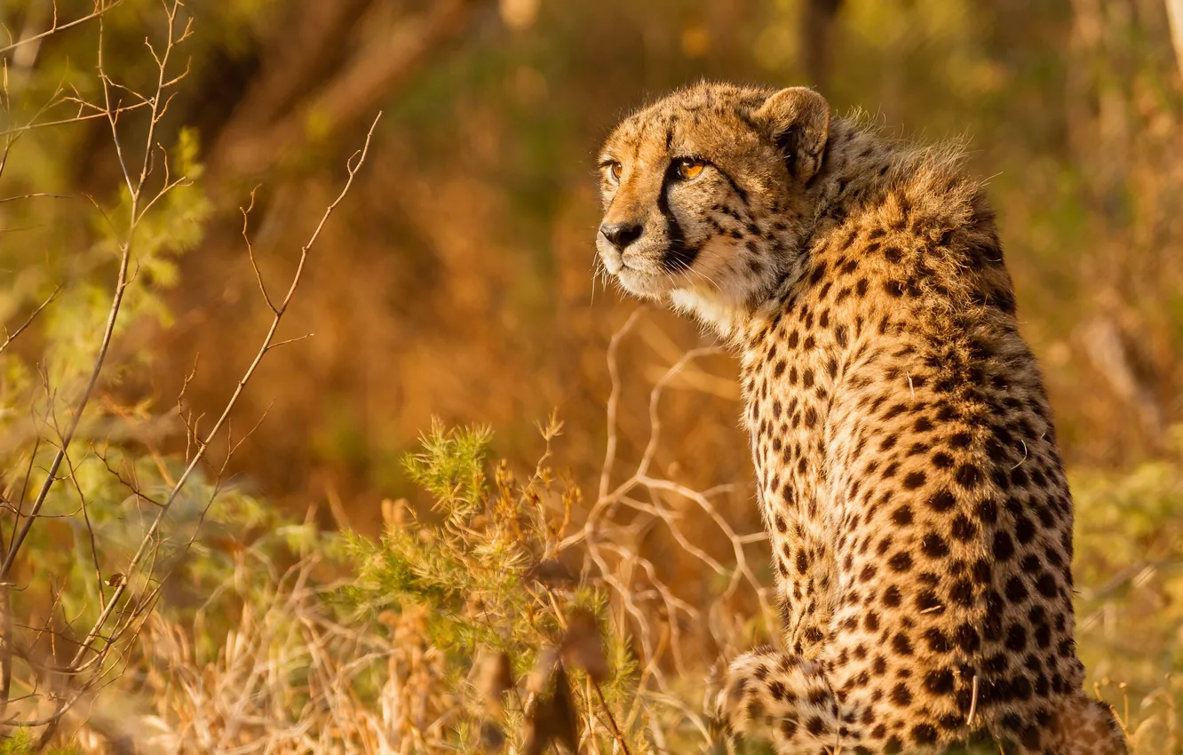 Photo wallpaper look, Cheetah, wild cat
