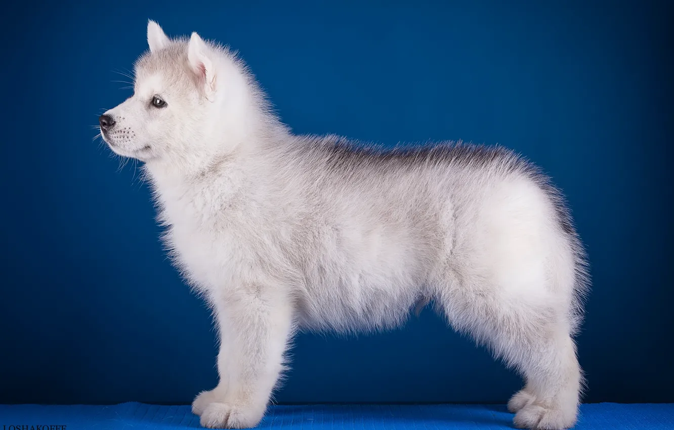 Photo wallpaper puppy, profile, husky, breed