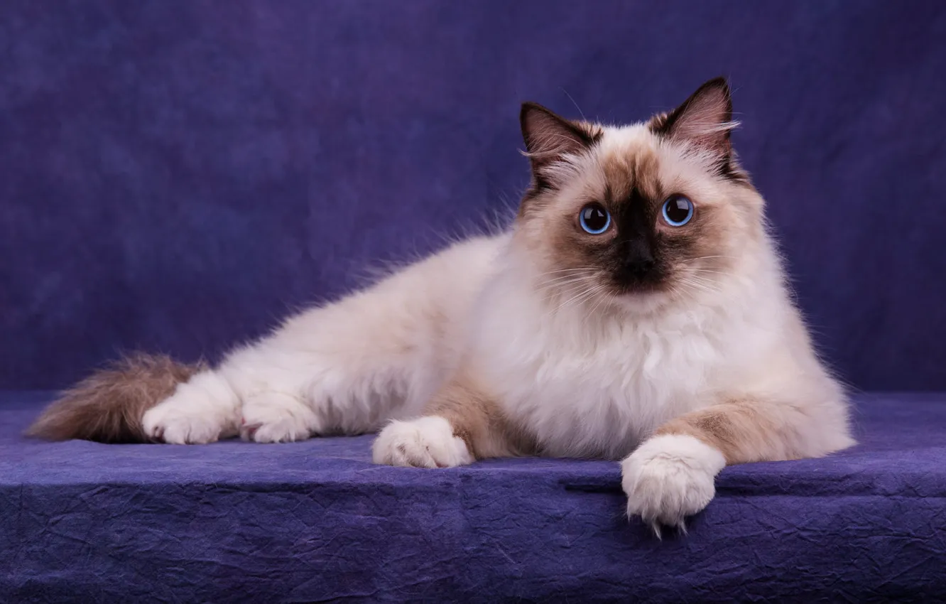 Photo wallpaper cat, cat, look, face, pose, legs, fluffy, lies