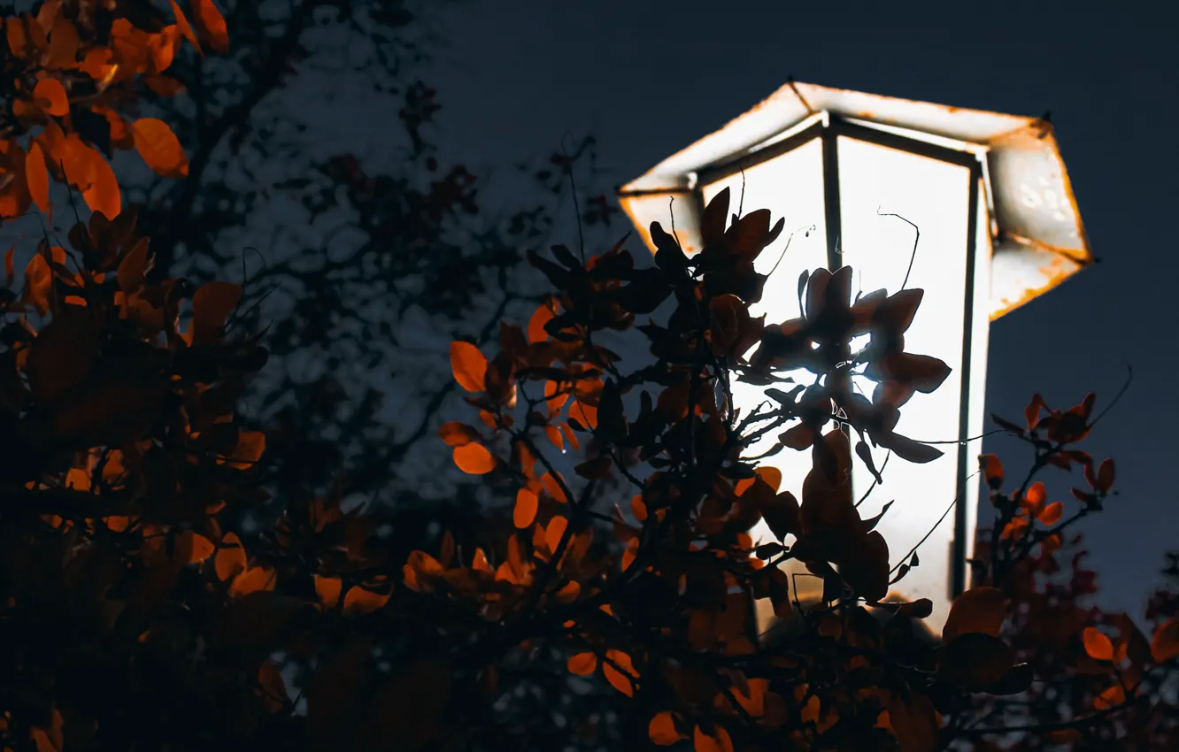 Photo wallpaper city, park, lamp