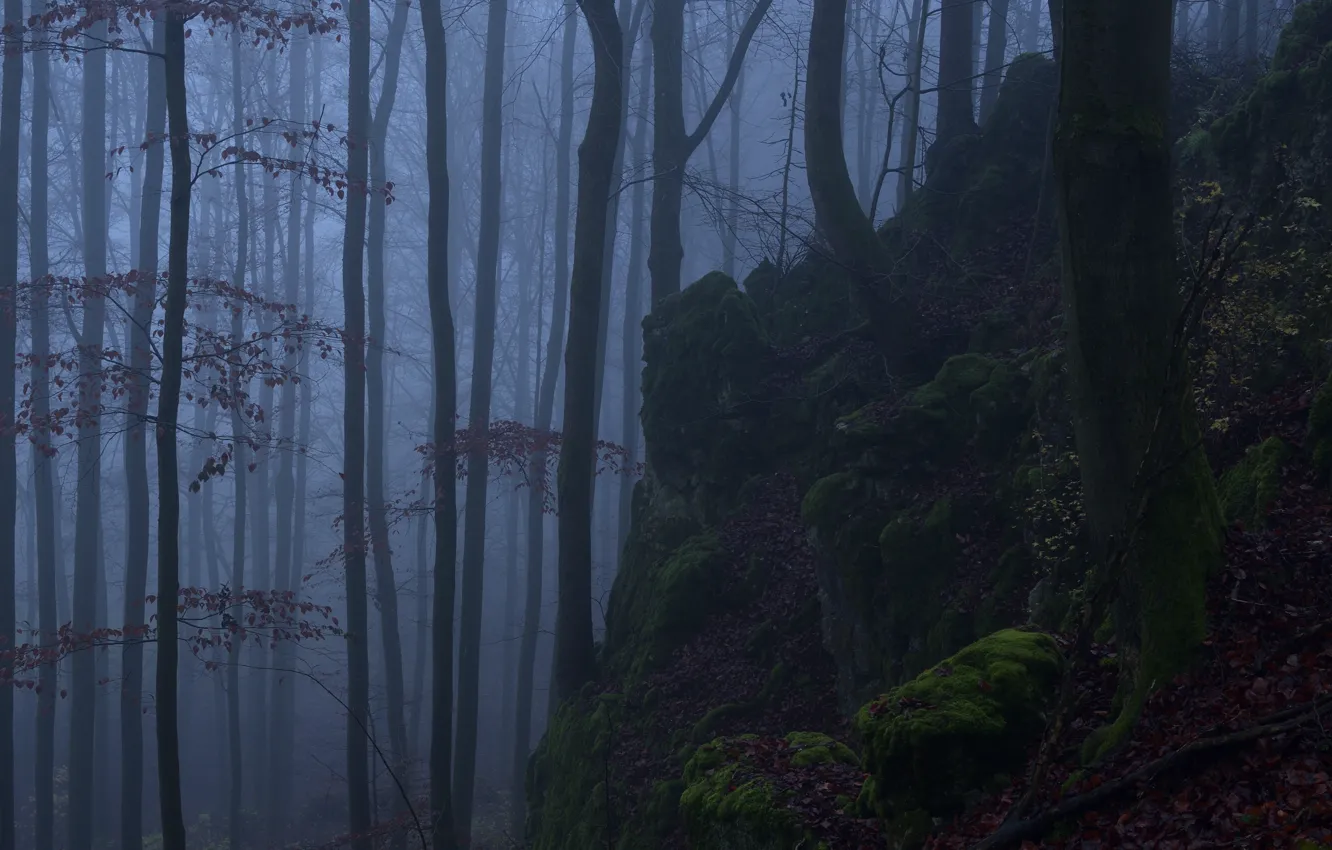Photo wallpaper forest, trees, nature, fog, moss, Niklas Hamisch