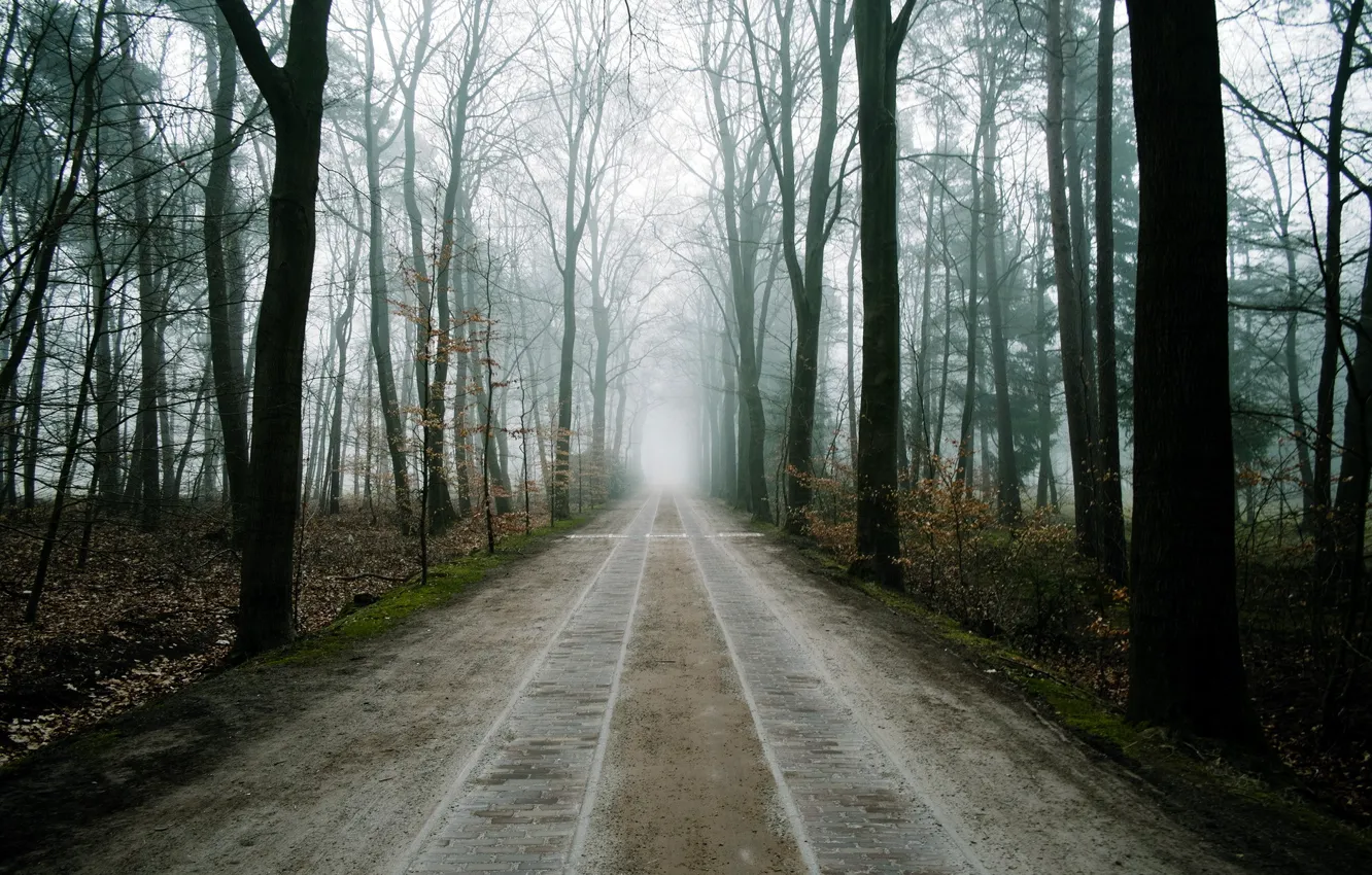 Photo wallpaper road, forest, landscape, fog