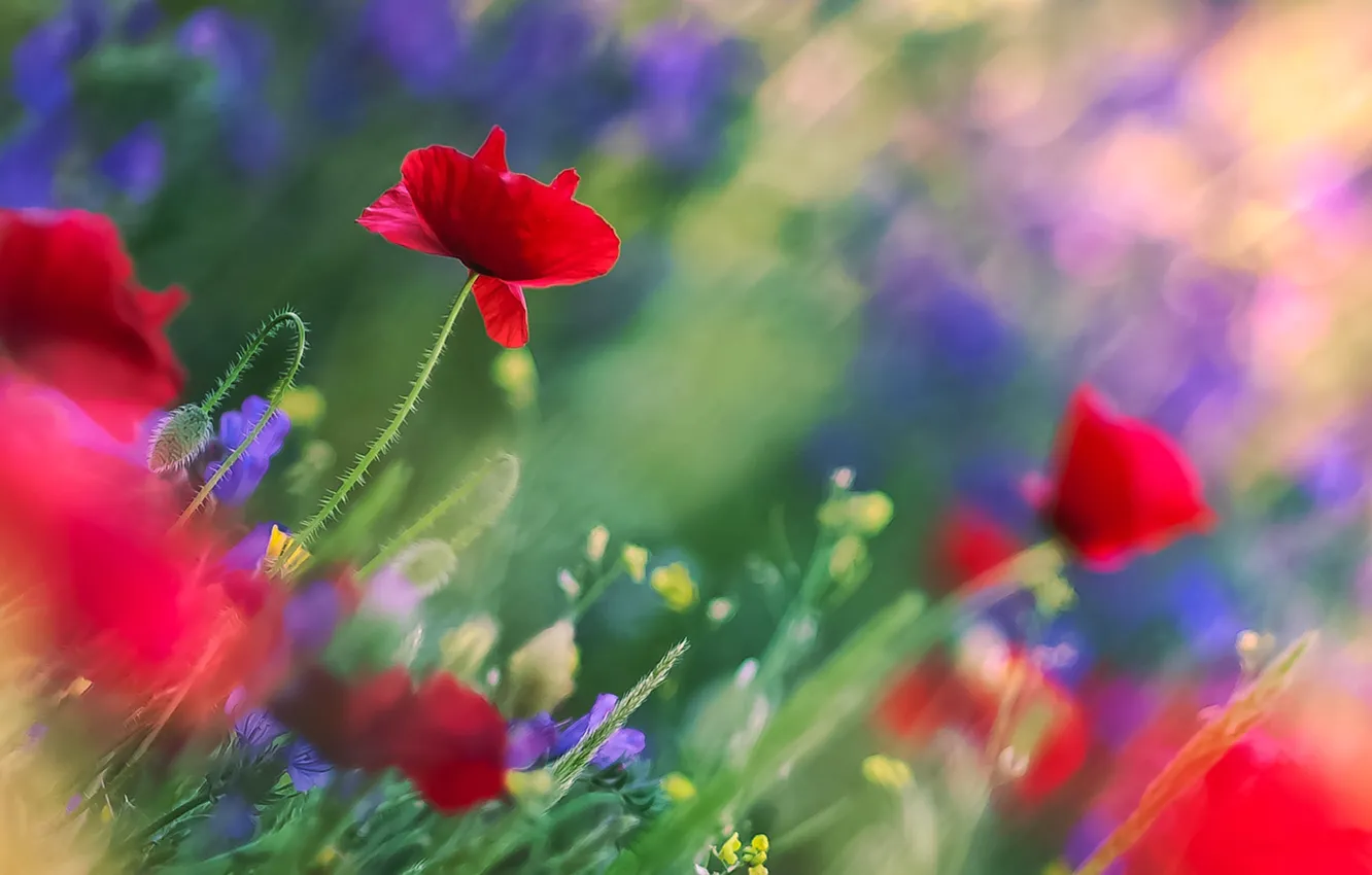 Photo wallpaper field, leaves, flowers, blue, red, glare, Maki, blur