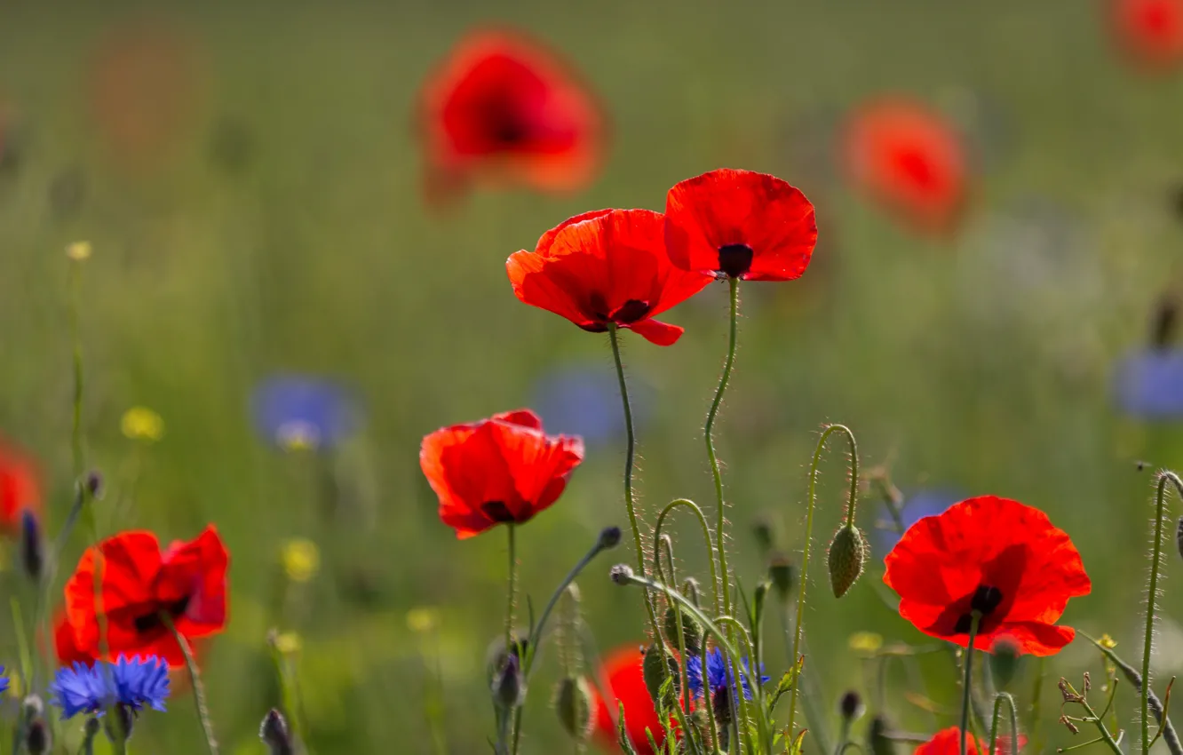 Photo wallpaper summer, flowers, red, Maki, meadow, cornflowers