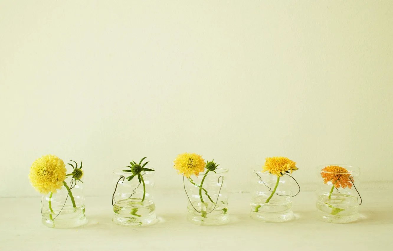 Photo wallpaper summer, water, flowers, yellow, dandelion, glass