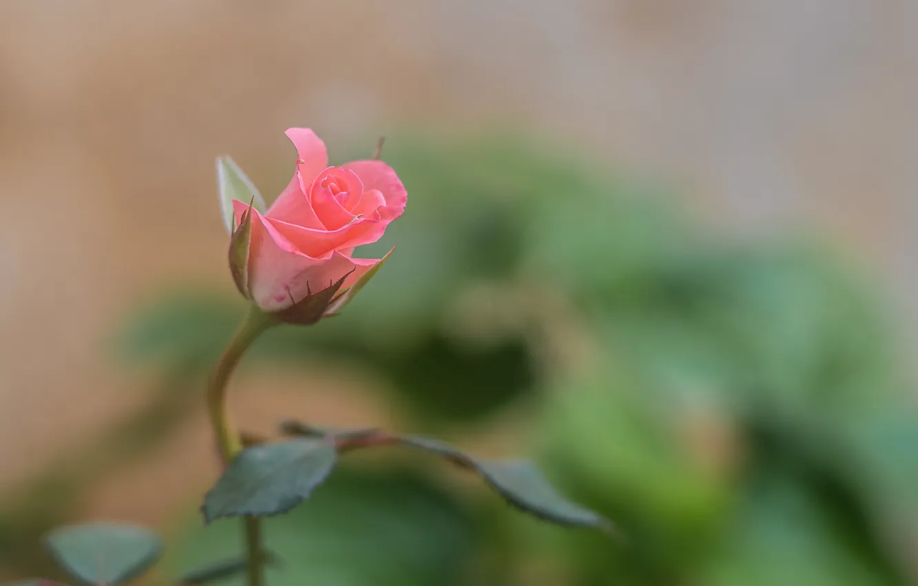 Photo wallpaper flower, macro, nature, rose, Bud