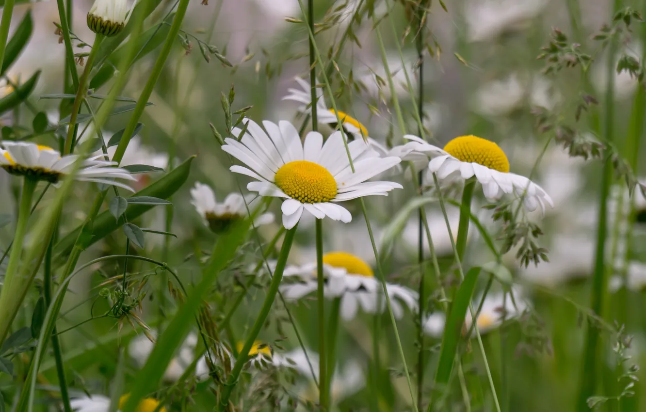 Photo wallpaper summer, grass, chamomile, meadow