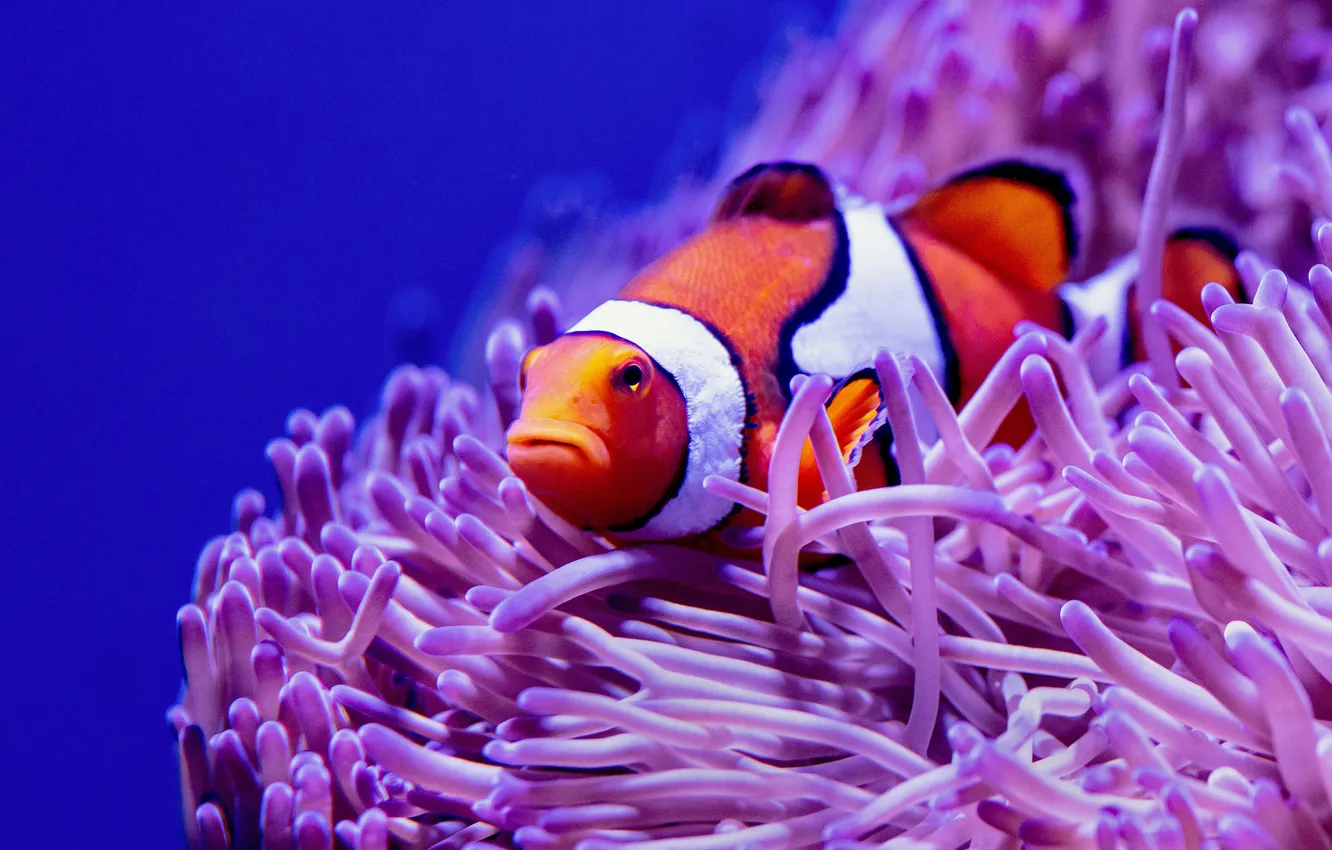 Photo wallpaper sea, fish, fish, underwater world, blue background, anemones, clown fish