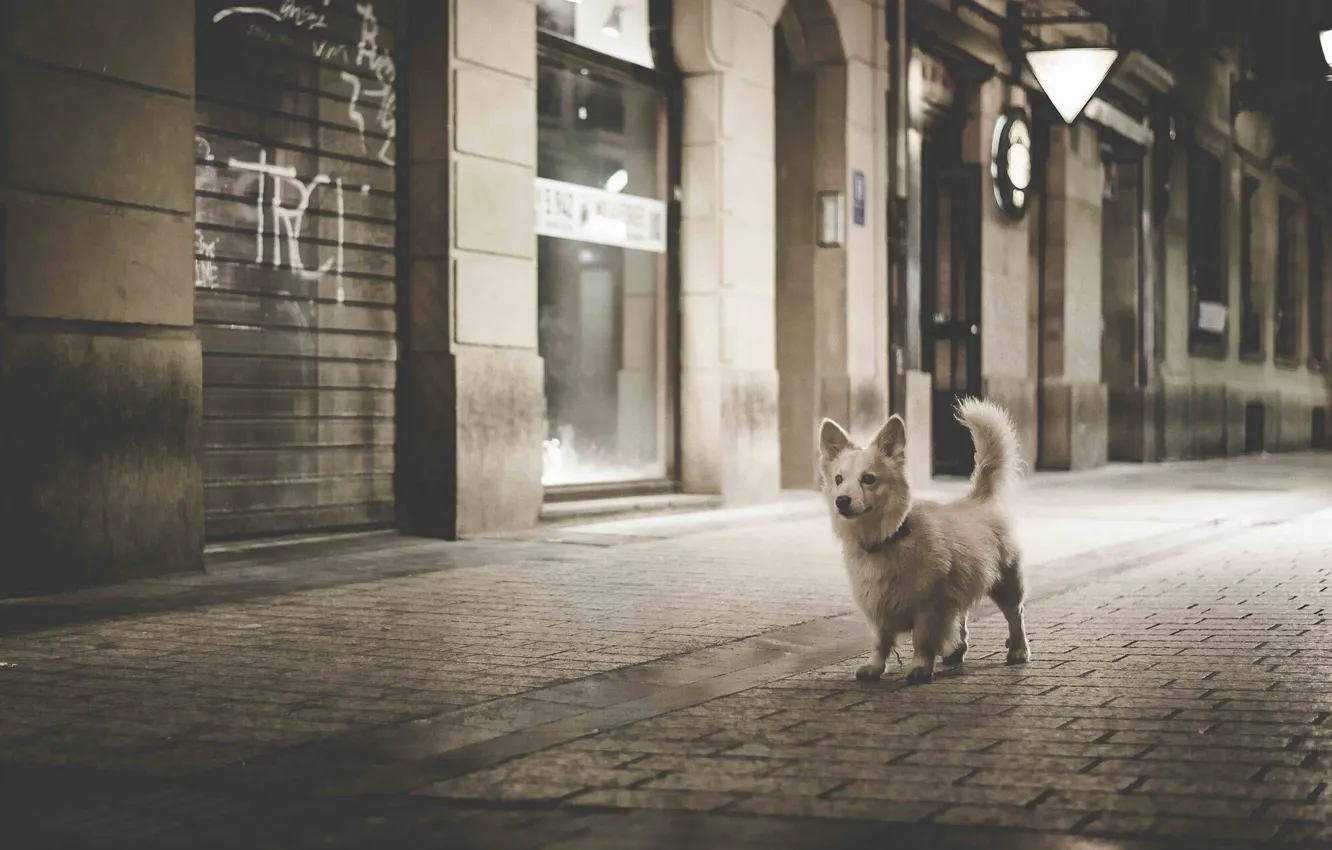 Photo wallpaper dog, black and white, night city, bridge, monochrome, doggie, a walk through the city