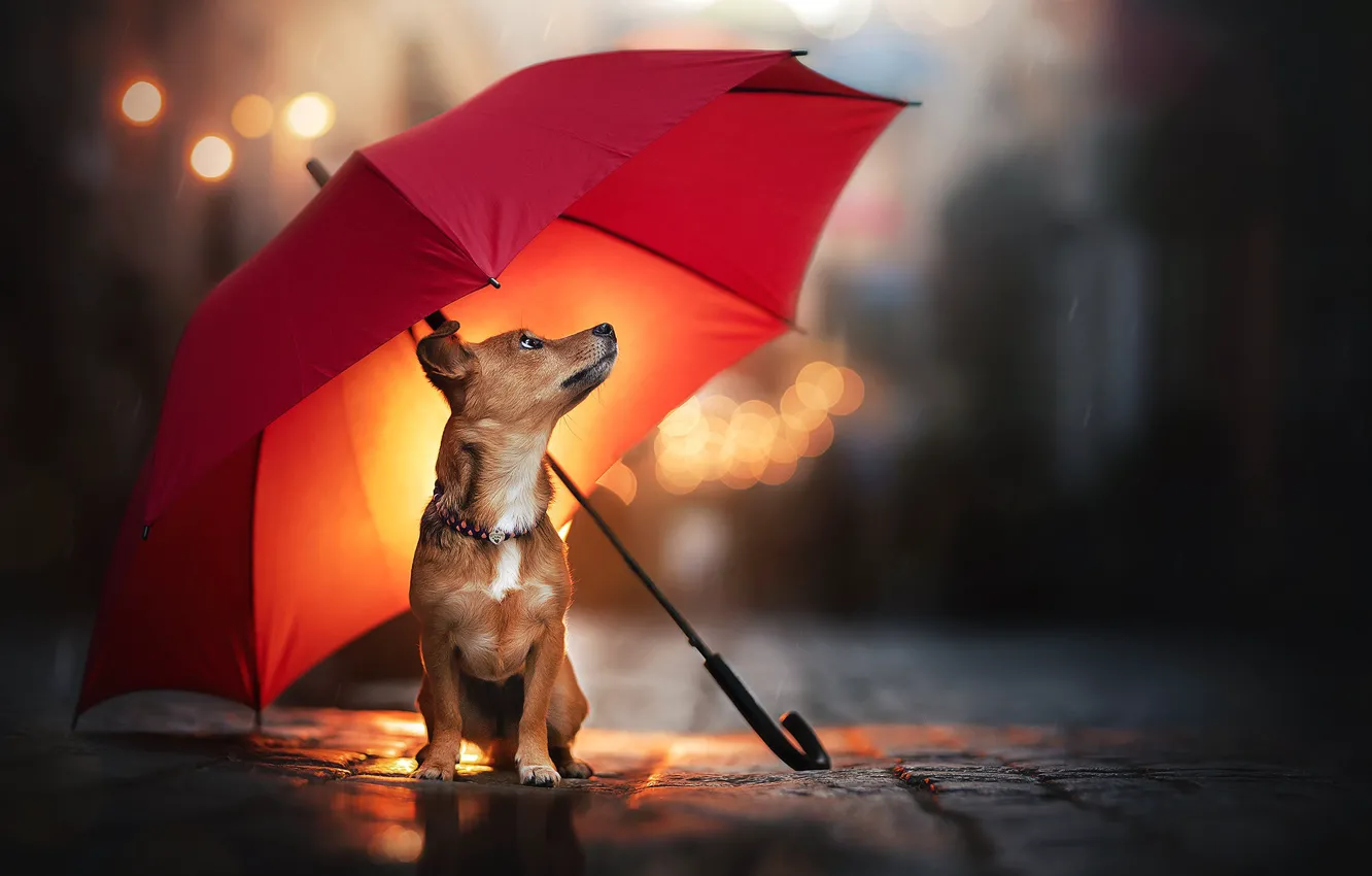 Photo wallpaper rain, dog, umbrella, doggie