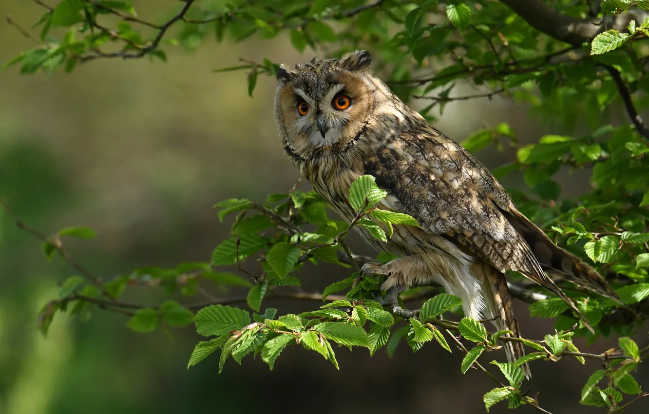 Photo wallpaper greens, look, light, trees, branches, nature, pose, owl