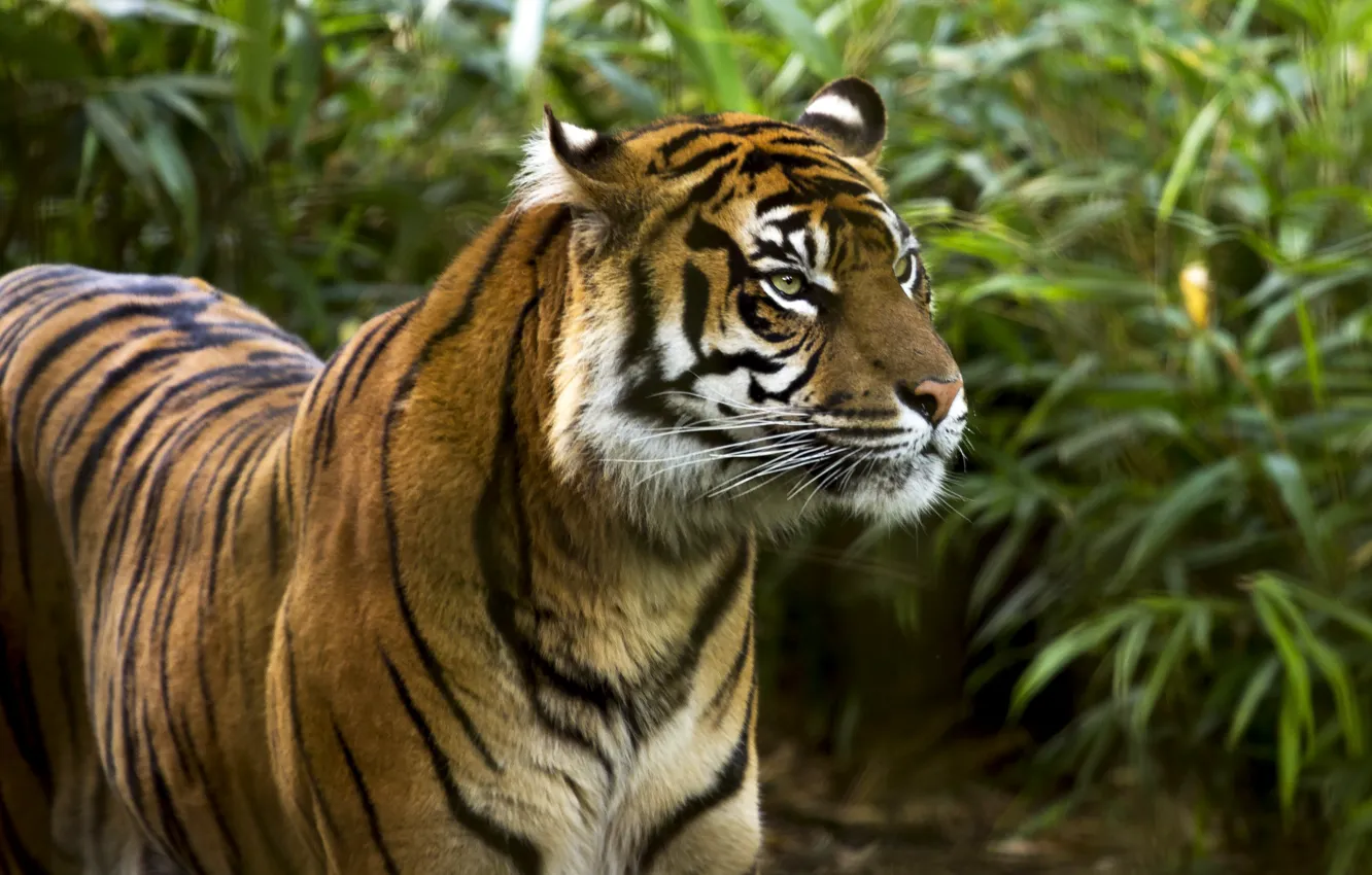 Photo wallpaper look, face, leaves, nature, tiger, the bushes