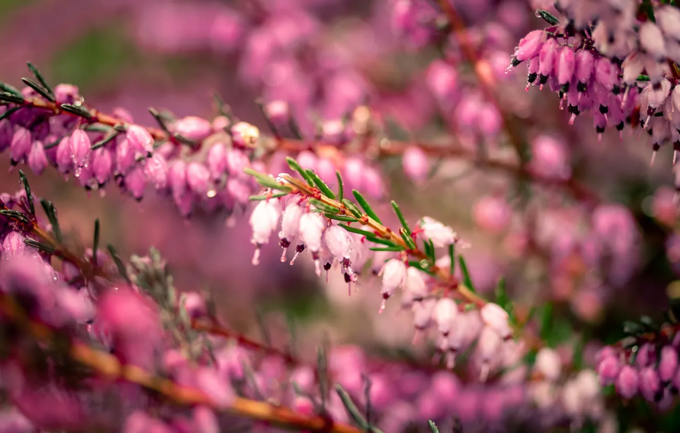 Photo wallpaper flowers, macro, light, bokeh, pink, Heather, buds, drops