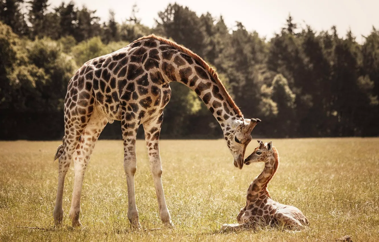 Photo wallpaper giraffe, giraffes, cub, mom
