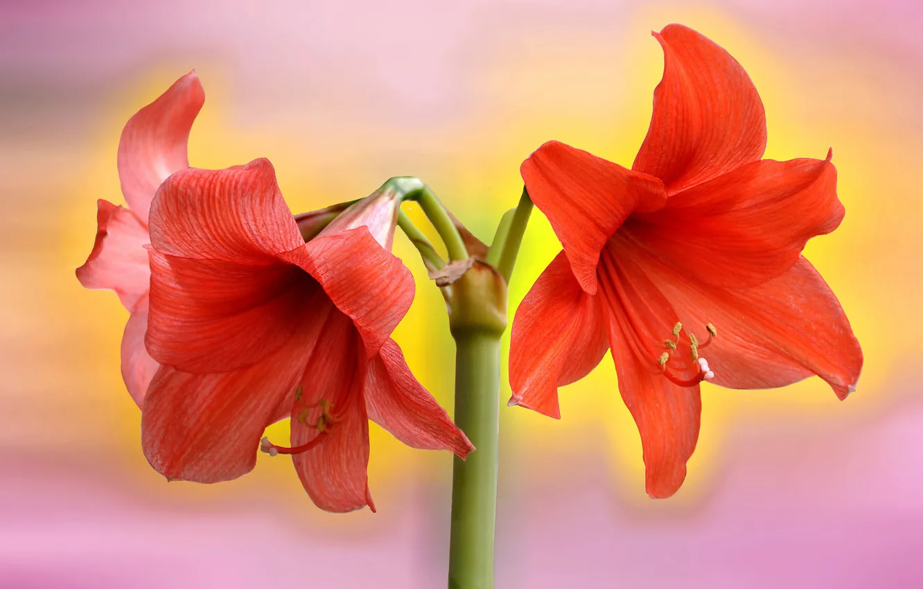 Photo wallpaper flowers, red, Amaryllis