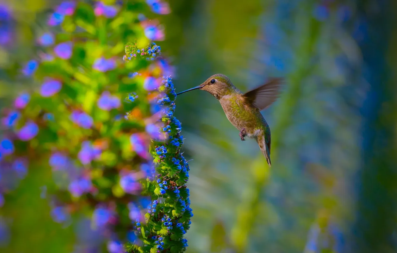 Photo wallpaper nature, bird, garden, Hummingbird