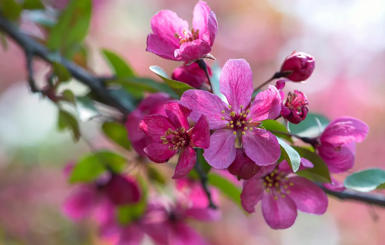 Photo wallpaper macro, branches, pink, Apple