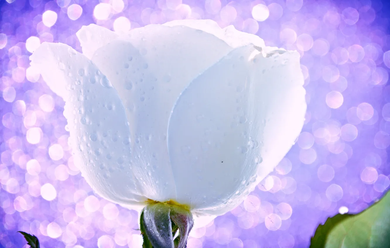 Photo wallpaper flower, water, drops, light, Rosa, rose, Bud, Blik